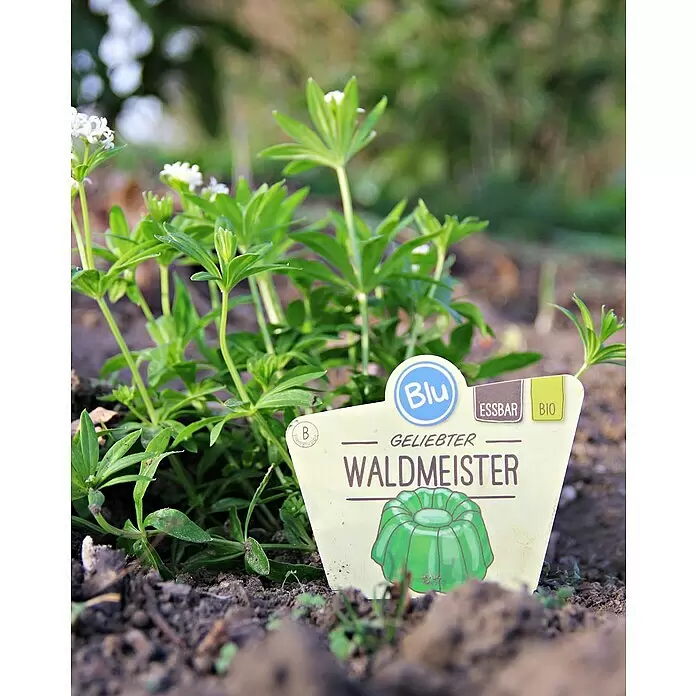 Blu Bio Waldmeister - Galium odoratum - Stimmungsaufnahme