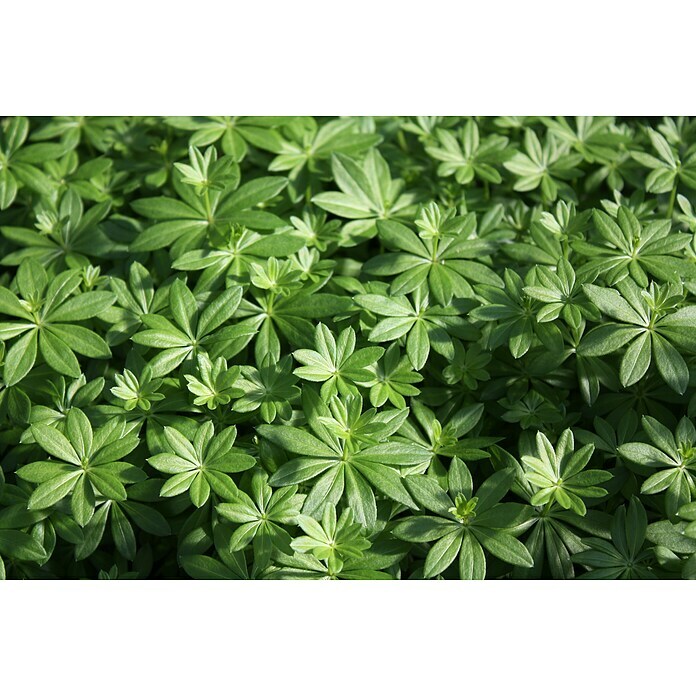 Piardino Blu Bio Waldmeister (Galium odoratum)