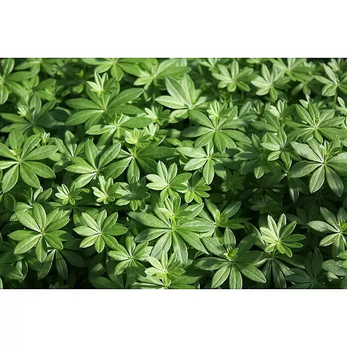 Blu Bio Waldmeister - Galium odoratum - Stimmungsaufnahme