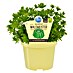 Blu Bio Waldmeister 