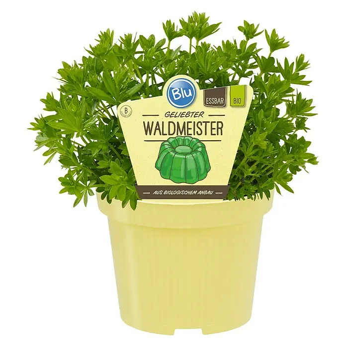 Blu Bio Waldmeister - Galium odoratum - Waldmeister Pflanze im Topf mit Etikett. Ein Blickfang für jeden Garten, der frische Kräuter liebt.