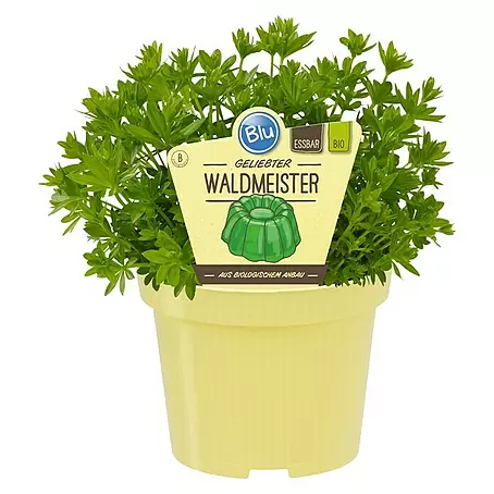 Blu Bio Waldmeister