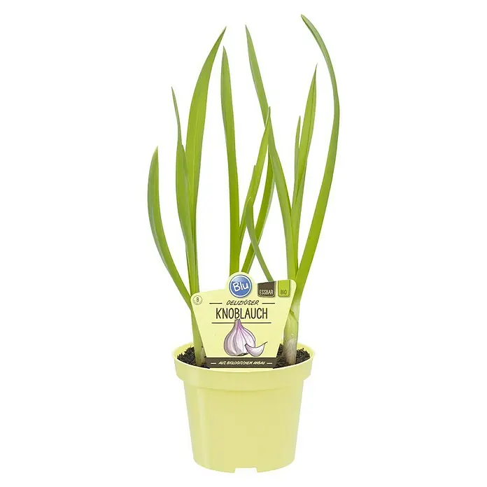 Blu Knoblauch - Allium sativum Blu, Topfgröße: 12 cm - Topf mit biologisch angebautem, köstlichem Knoblauch von Blu, essbar und perfekt für den Anbau zu Hause.