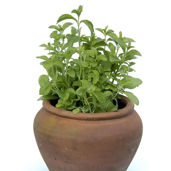 Blu Bio Süßkraut - Stevia rebaudiana - Eine Stevia-Pflanze in einem Terrakotta-Topf, die die natürliche Süße und die gesundheitlichen Vorteile dieser Pflanze hervorhebt.