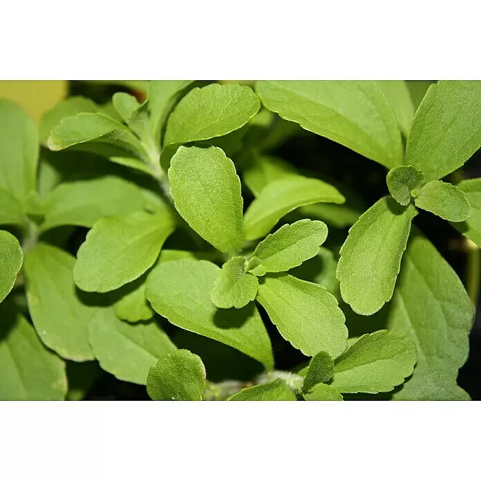 Blu Bio SüßkrautStevia rebaudiana