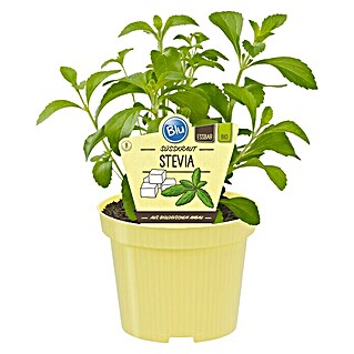 Blu Bio Süßkraut (Stevia rebaudiana)
