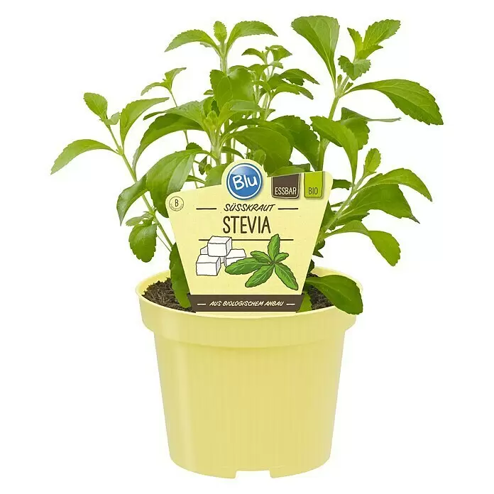 Blu Bio SüßkrautStevia rebaudiana