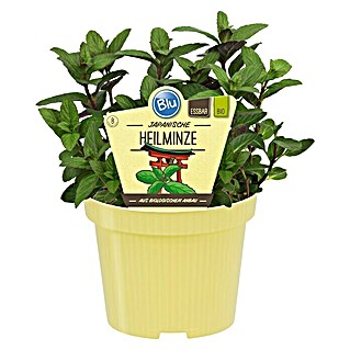 Blu Bio Minze Japanische Heilminze (Mentha arvensis x spicata, Topfgröße: 12 cm)