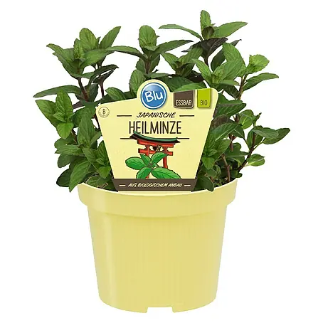 Blu Bio Minze Japanische Heilminze