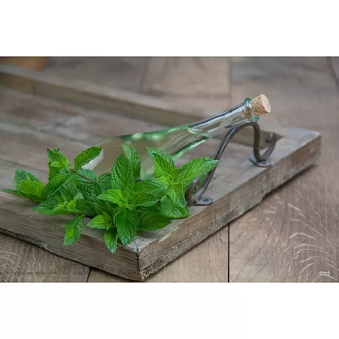 Blu Bio Minze Japanische Heilminze - Mentha arvensis x spicata, Topfgröße: 12 cm - Glasflasche mit grüner Flüssigkeit und Korken, daneben frische Minzzweige, auf einem Holztablett.