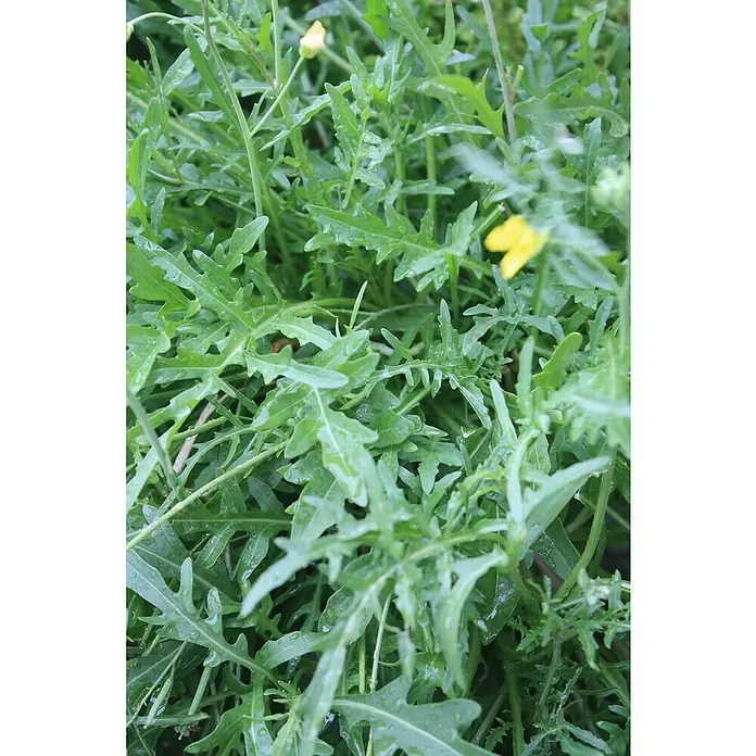 Piardino Rucola - Diplotaxis tenuifolia, 12 cm - Nahaufnahme von Rucola mit gelben Blüten, die die frische, grüne Textur und die feinen Details der Blätter hervorhebt.
