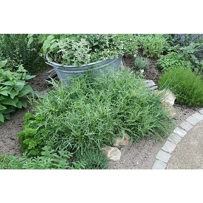 Piardino Rucola - Diplotaxis tenuifolia, 12 cm - Ein üppiger Kräutergarten mit einer Vielzahl von grünen Pflanzen, darunter ein Zinktopf und dekorative Steine.