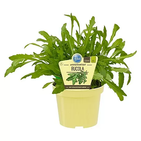Piardino  Rucola