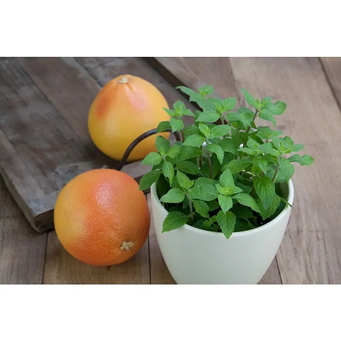 Piardino Grapefruitminze - Mentha suaveolens x piperita, Topfgröße: 12 cm - Zwei saftige Grapefruits neben einem Topf frischer Minze, die auf einem rustikalen Holztisch eine harmonische Komposition bilden.