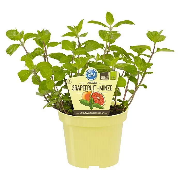 Piardino Grapefruitminze BioMentha suaveolens 'Grapefruit', Topfgröße: 12 cm