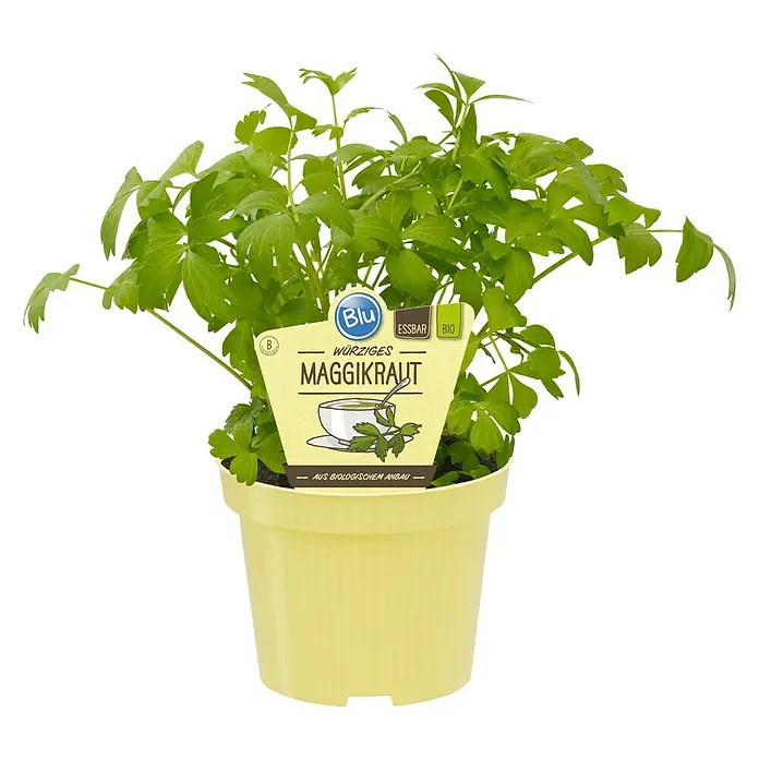 Blu Bio Liebstöckel - Levisticum officinale - Topf mit frischem, würzigem Maggikraut (Liebstöckel) der Marke Blu, ideal für den biologischen Anbau.