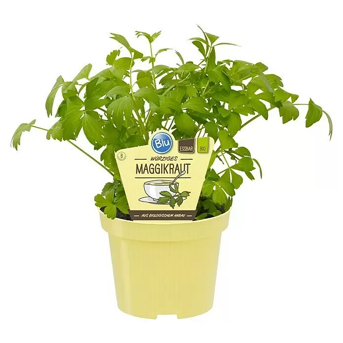 Blu Bio LiebstöckelLevisticum officinale