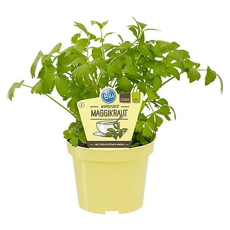 Blu Bio Liebstöckel