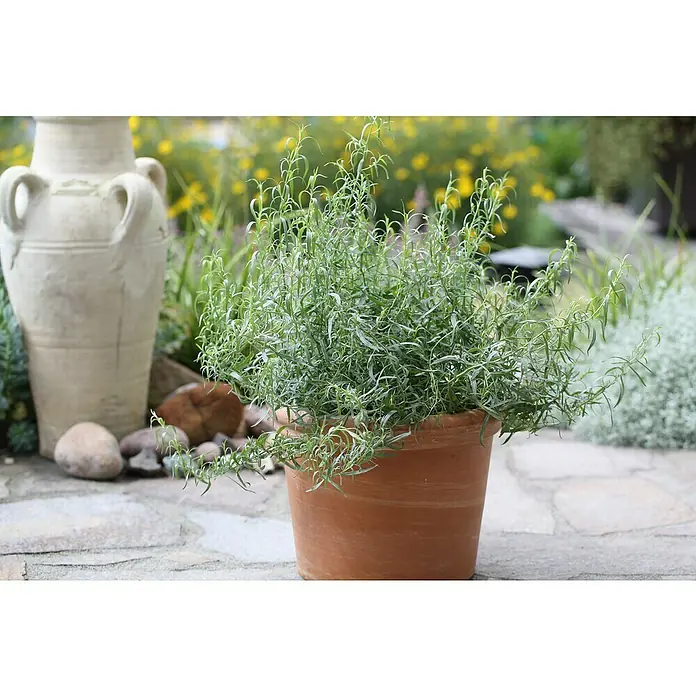 Blu Bio Französischer Estragon - Artemisia dracunculus - Ein Nahaufnahme eines Terrakotta-Topfes mit einem üppigen, grünen Kraut, der auf einem Steinweg in einem Garten steht.