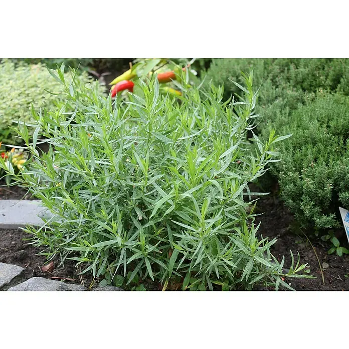 Blu Bio Französischer Estragon - Artemisia dracunculus - Nahaufnahme einer dichten Estragonpflanze mit schlanken, grünen Blättern in einem Gartenbeet.