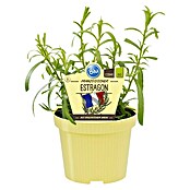 Piardino Blu Bio Französischer Estragon (Artemisia dracunculus, Topfgröße: 12 cm)