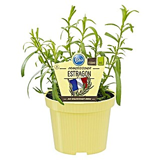 Blu Bio Französischer Estragon (Artemisia dracunculus)