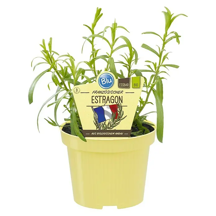 Blu Bio Französischer Estragon - Artemisia dracunculus - Estragon-Topfpflanze mit gelbem Topf und blau-weiß-rotem Etikett mit der Aufschrift „Französischer Estragon“.