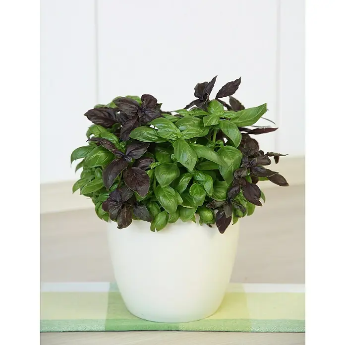 Blu Bio Basilikum - Ocimum basilicum, Topfgröße: 12 cm - Nahaufnahme einer Basilikumpflanze mit grünen und violetten Blättern in einem weißen Topf, platziert auf einer grün karierten Oberfläche.