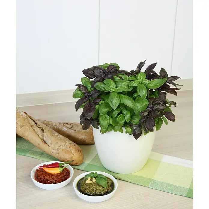 Blu Bio Basilikum - Ocimum basilicum, Topfgröße: 12 cm - Ein Basilikumtopf steht neben Brot, rotem und grünem Pesto auf einem Küchentisch.