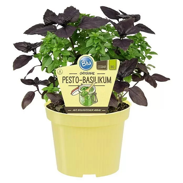 Blu Bio Basilikum - Ocimum basilicum, Topfgröße: 12 cm - Vorderansicht