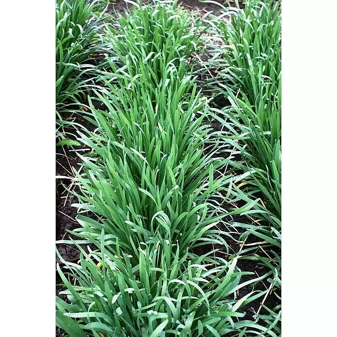 Blu Bio Knoblauch Gartenknofi - Allium hybride - Stimmungsaufnahme
