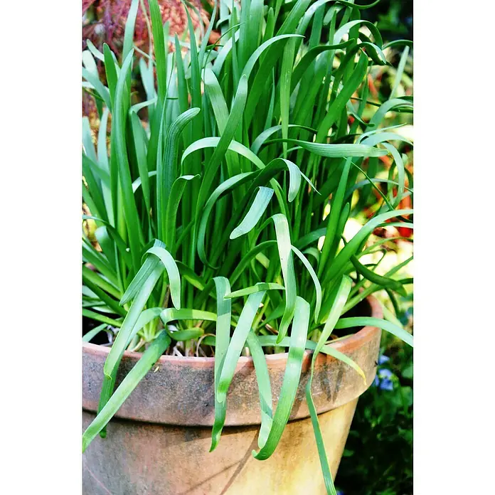 Blu Bio Knoblauch Gartenknofi - Allium hybride - Nahaufnahme einer Topfpflanze mit leuchtend grünen Blättern in einem rustikalen Terrakottatopf, die eine ruhige Gartenszene darstellt.