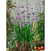 Piardino Blu Bio Knoblauch Gartenknofi (Allium hybride, Topfgröße: 12 cm)