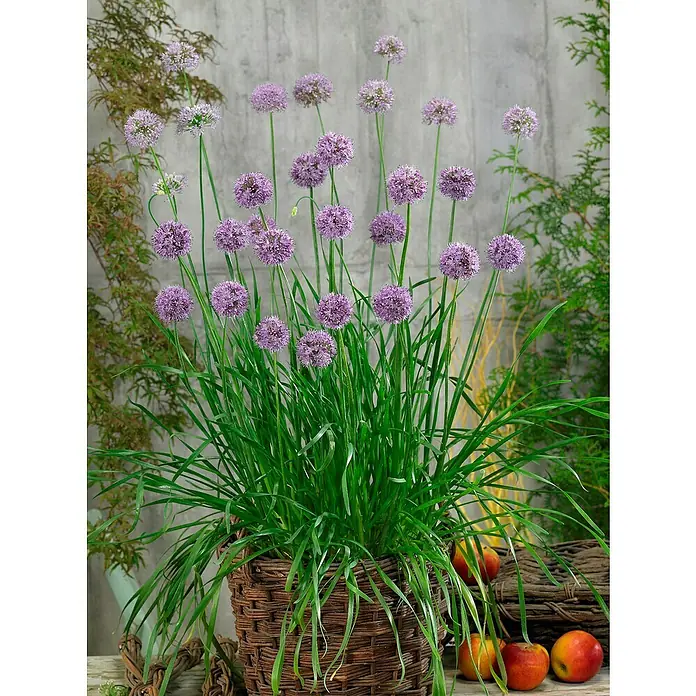 Blu Bio Knoblauch Gartenknofi - Allium hybride - Blühender Zierlauch 'Purple Sensation' im Korb, vor grauem Hintergrund. Hübsche, violette Blütenkugeln auf langen Stielen.