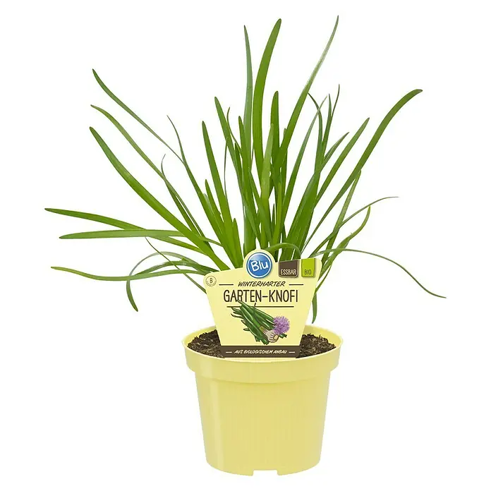 Blu Bio Knoblauch Gartenknofi - Allium hybride - Schnittlauch 'Garten-Knofi' im gelben Topf. Winterharte Kräuterpflanze mit grünen Blättern und einem Etikett mit der Aufschrift 'Garten-Knofi'.