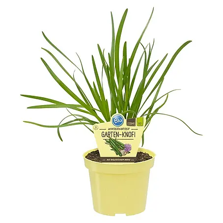 Blu Bio Knoblauch Gartenknofi