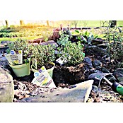Blu Thymus citriodorus 12