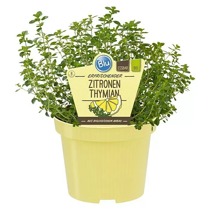 Blu Bio Zitronenthymian - Thymus citriodorus, Topfgröße: 12 cm - Topfpflanze Zitronen-Thymian in hellgelbem Topf mit Etikett: "Essbar", "Bio", "Erfrischender Zitronen Thymian", "Aus Biologischem Anbau".