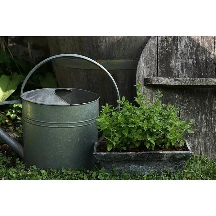 Blu Bio Minze Hugo - Mentha spicata - Stimmungsaufnahme