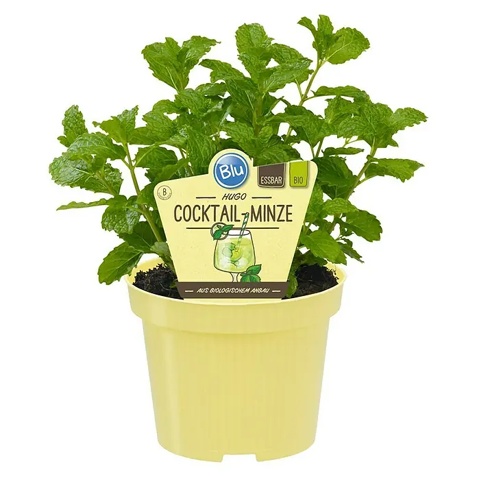 Blu Bio Minze Hugo - Mentha spicata - Ein Topf mit frischer Hugo Cocktail-Minze der Marke Blu Essbar Bio, ideal für leckere Cocktails und Speisen.