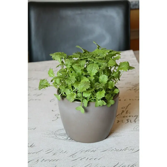 Blu Blattsenf - Brassica juncea - Frische junge Senfpflanze in einem grauen Topf auf einer Tischdecke mit Schriftmuster, ideal für Küche oder Fensterbank.