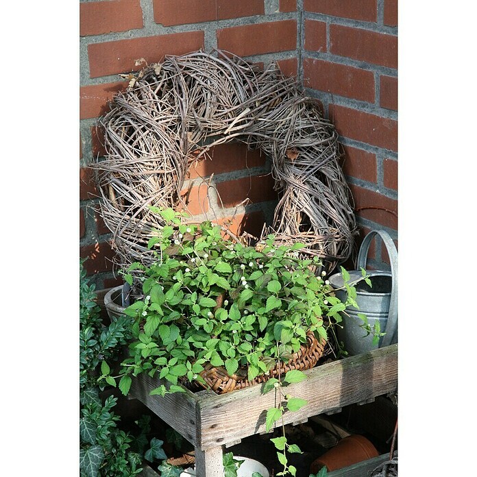 Piardino Blu Bio Aztekisches Süßkraut (Topfgröße: 12 cm)