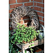 Piardino Blu Bio Aztekisches Süßkraut (Topfgröße: 12 cm)