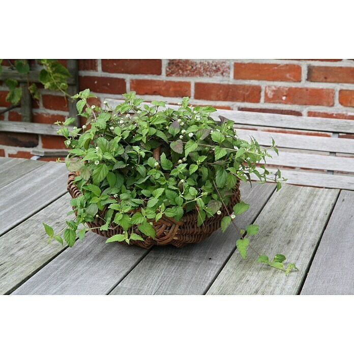 Piardino Blu Bio Aztekisches Süßkraut (Topfgröße: 12 cm)