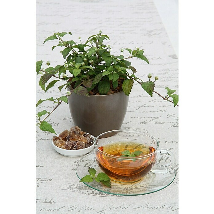 Piardino Blu Bio Aztekisches Süßkraut (Topfgröße: 12 cm)