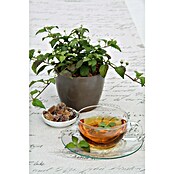 Piardino Blu Bio Aztekisches Süßkraut (Topfgröße: 12 cm)