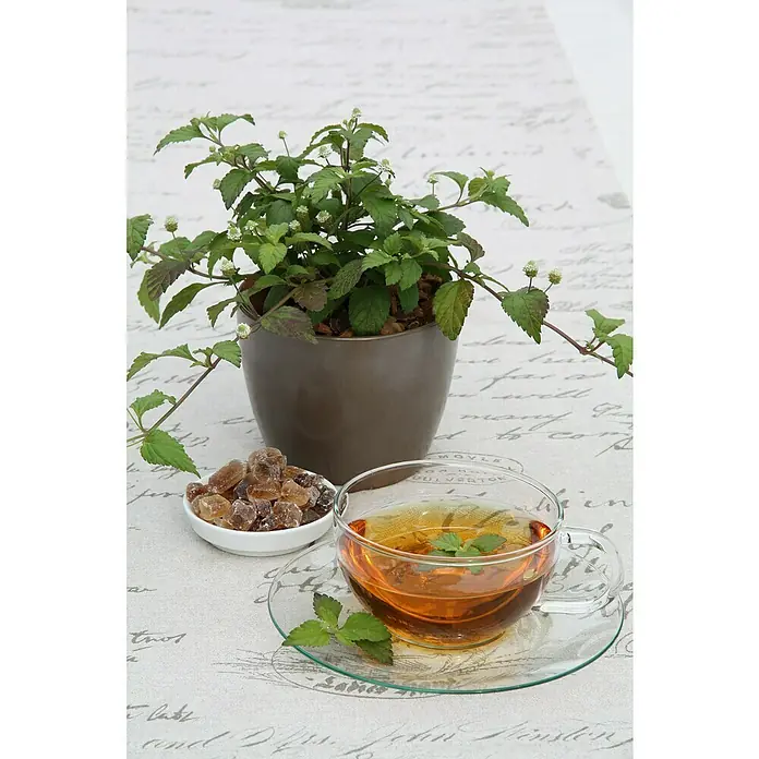 Blu Bio Aztekisches Süßkraut - Lippia dulcis - Stillleben mit einer Tasse Tee, Kandiszucker und einer Pflanze im Topf auf einem Tisch mit dekorativer Tischdecke.