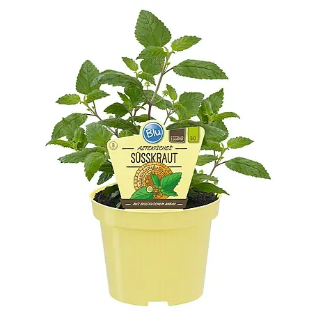 Blu Bio Aztekisches Süßkraut