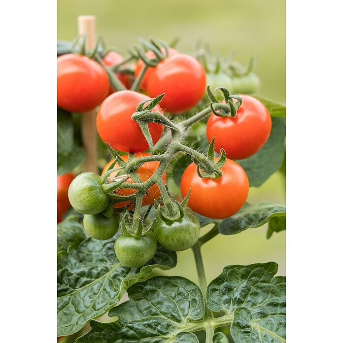 Piardino Bio FleischtomateSolanum lycopersicum, 10 cm, Erntezeit: Juli - Oktober Detail Shot