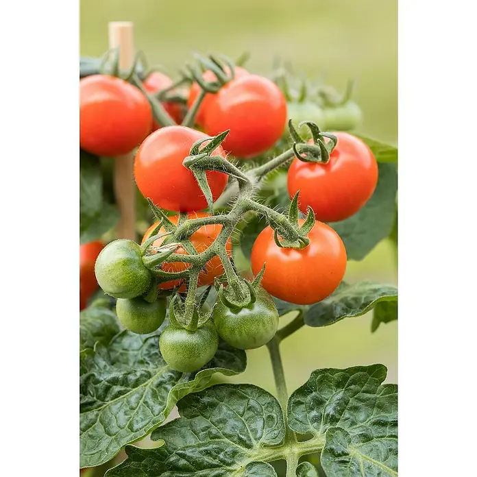 Piardino Bio Tomate - Solanum lycopersicum, 10 cm, Erntezeit: Juli - Nahaufnahme von einer Tomatenpflanze mit reifen roten und grünen Tomaten am Strauch, die im Garten wachsen.